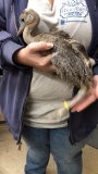 Female Gray Rhea Chick - 4 Wks Old