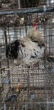 Frizzle Banty Rooster