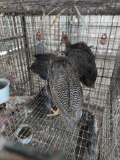 4 Young Pearl Guineas