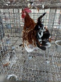 Banty Rooster