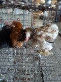 4 Cochin Banties