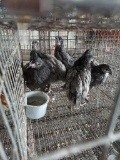 6 Young Sapphire Gem Chickens