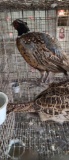 Pair Silver Back Ringneck Pheasants W/ Permit