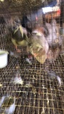 Pair Pastel Call Ducks