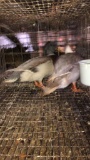 Pair Pastel Call Ducks