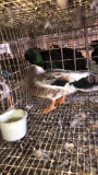 Snowy Call Duck Drake