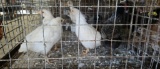 4 Barnyard Mix Chicks