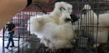 3 White Silkie Showgirls