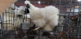 Pair White Silkies