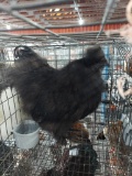 1 Silkie Rooster