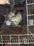 1 Silkie Cross Hen