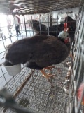 1 Male Guinea