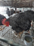 Pair Barred Rock Bantams
