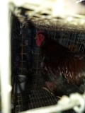 Partridge Wyandotte Bantam Rooster