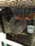 2 Barred Rock Bantam Roosters