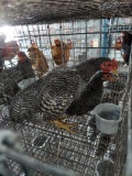 Young Pair Barred Rock Bantams