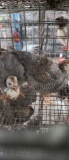 2 Young Guineas