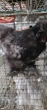 Silkie Rooster