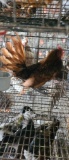 Rose Comb Golden Sebright Rooster