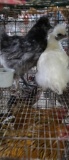 2 Silkies - 1 Blue & 1 White