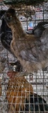 2 Silkies - 1 Black & 1 Partridge