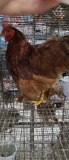 1 Cochin Rooster