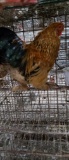1 Buff Brahma Rooster