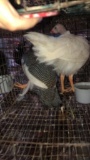2 Guinea Hens