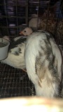 3 Pinto Guinea Hens