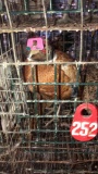 Trio Buff Ringneck Pheasants W/ Permit