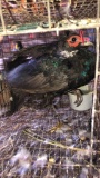 Trio Melanistic Ringneck Pheasants - Permit