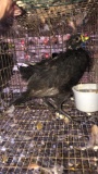 2 Hen Melanistic Pheasants - Permit