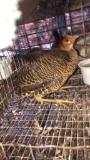 Red Gold Male Pheasant