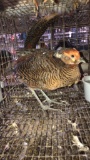 Red Gold Male Pheasant