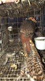 Red Gold Male Pheasant