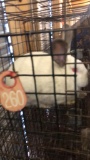 California Giant Rabbit - Unsexed