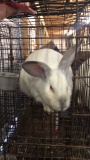 California Giant Rabbit - Unsexed