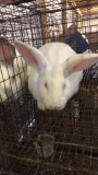 California Giant Rabbit - Unsexed
