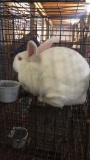 California Giant Rabbit - Unsexed