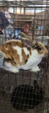 Tri Color Mini Rex Buck