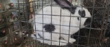 Checkered Giant Buck W/ Pedigree