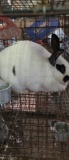 English Spot Doe - Proven - 1 Yr Old