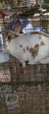 English Spot Doe - 1 Yr Old