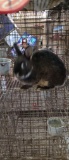 Dwarf X Havannah Doe