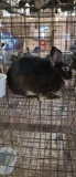 Dwarf X Havannah Buck