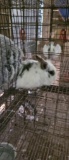 2 Bunnies