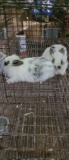 2 Bunnies