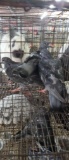 3 Homing Pigeons - 2021 Hatch