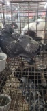 3 Homing Pigeons - 2021 Hatch