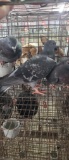 3 Homing Pigeons - 2021 Hatch